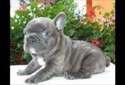 Dogs 101 French Bulldog Puppies Are Funny