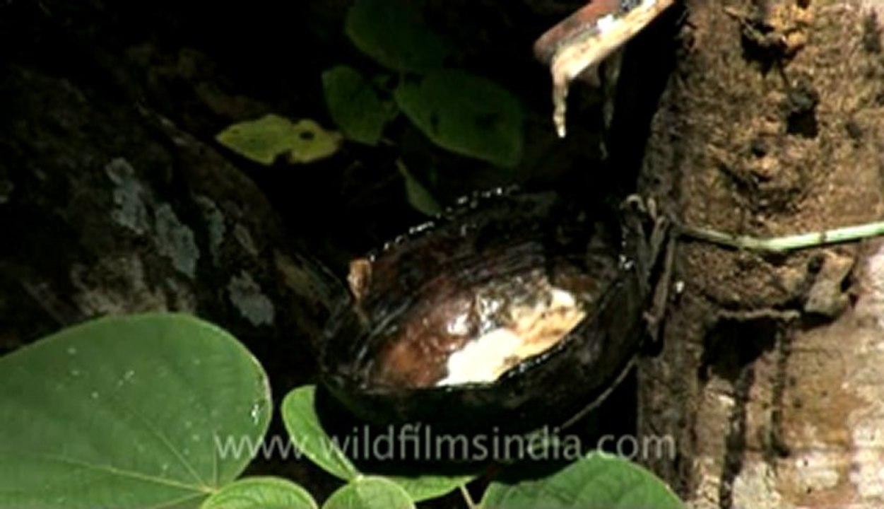 rubber plantation-2.flv