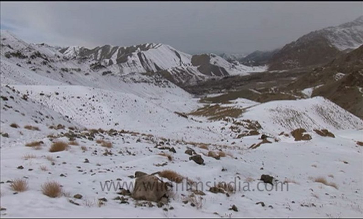 snow leopard .flv