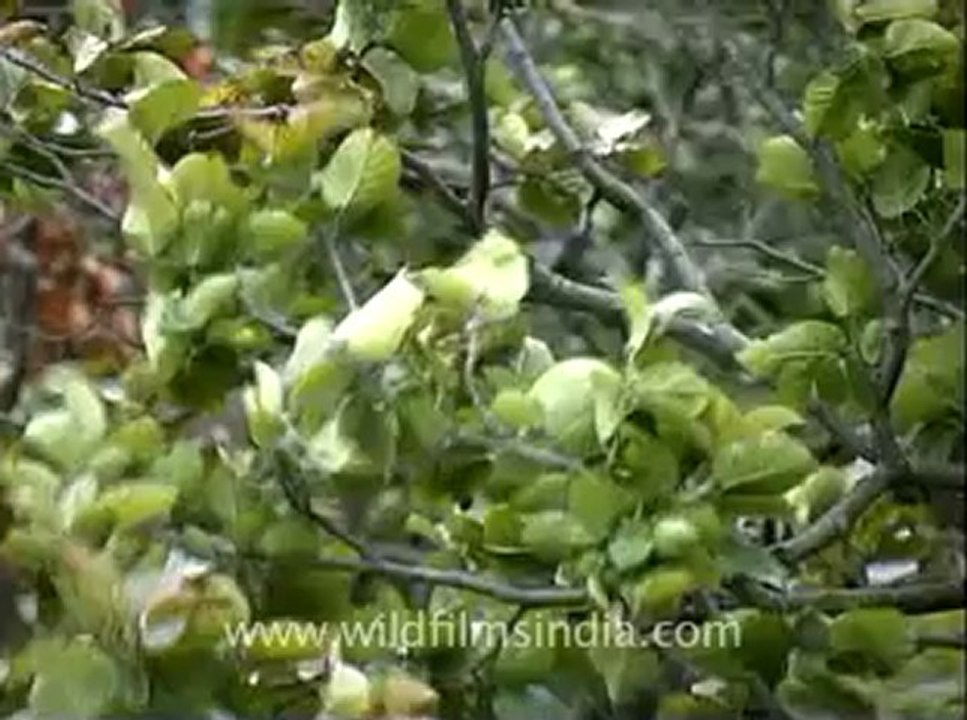 uttarkhand-ananda-3.flv
