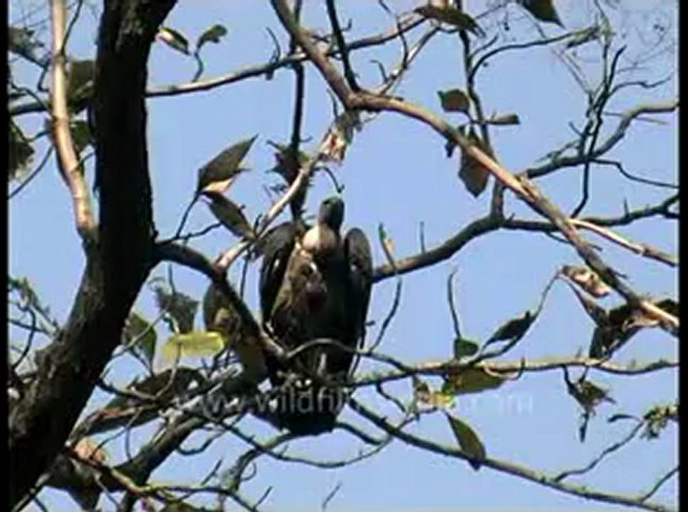 vultures video.flv