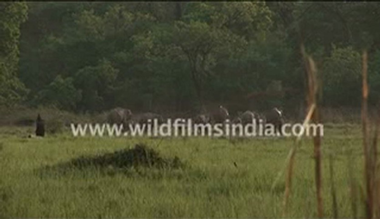 wild life 7-Untitled MPEG-4.mp4