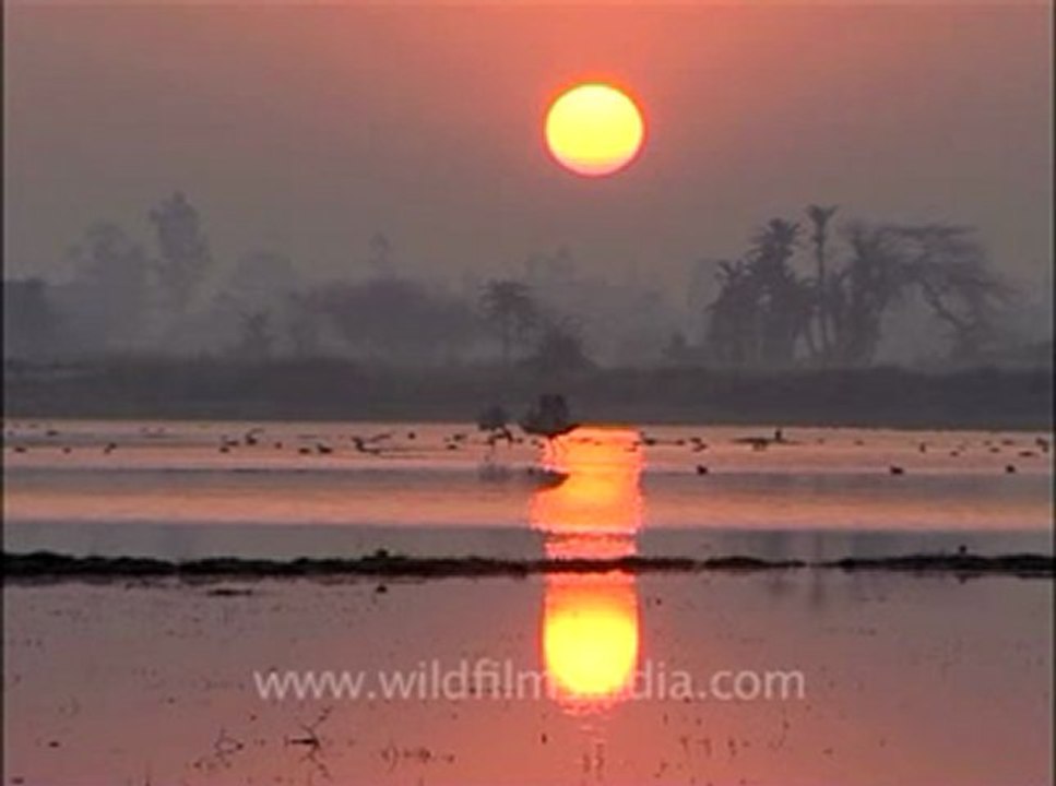 wildlife-birds-13-4.flv