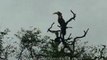 wildlife_birds_15-3-a pair of Pied Hornbills sitting on a dead tree-top and calling away.flv