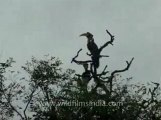 wildlife_birds_15-3-a pair of Pied Hornbills sitting on a dead tree-top and calling away.flv