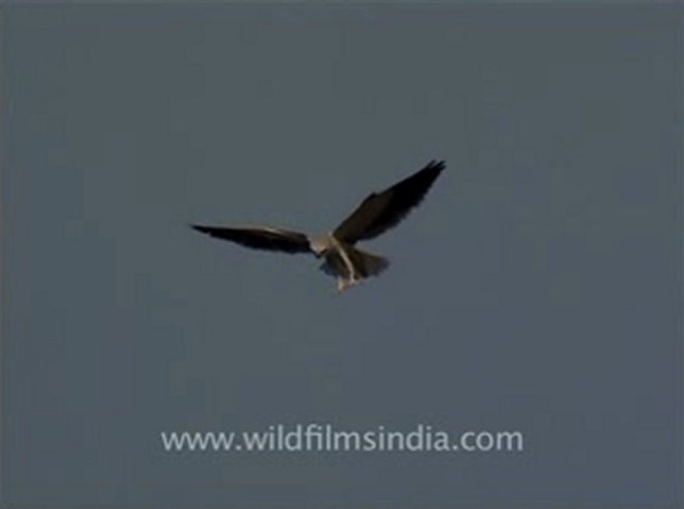 wildlife_birds_15-4-Black-winged Kite in flight .flv