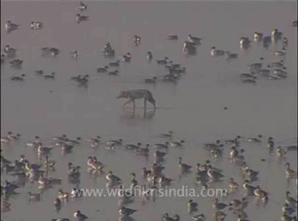 wildlife_misc-3-10.flv