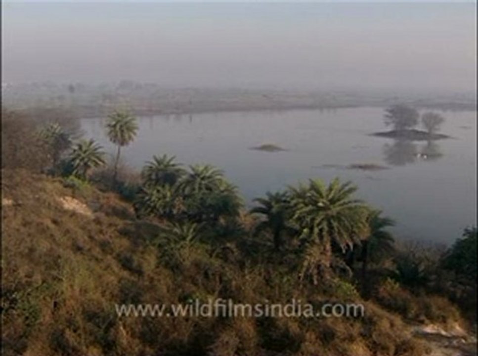 wildlife_misc-3-3.flv