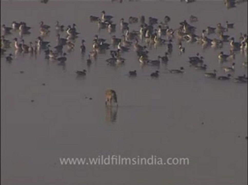 wildlife_misc-3-9.flv