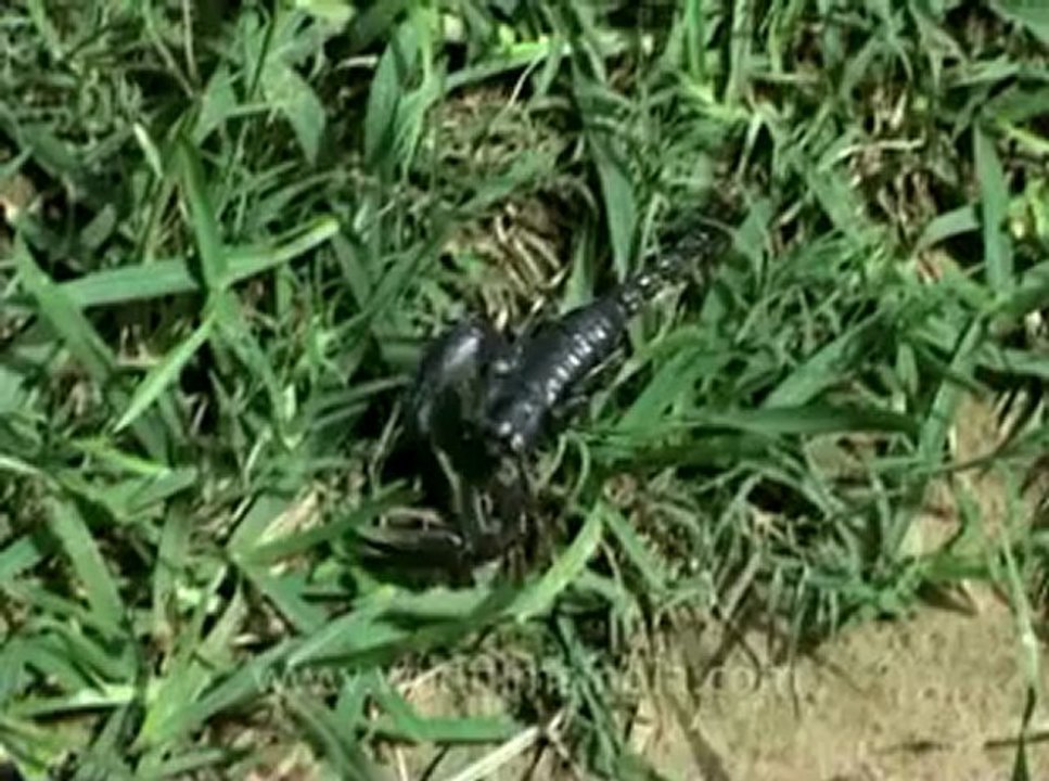 wildlife_misc-5-2.flv