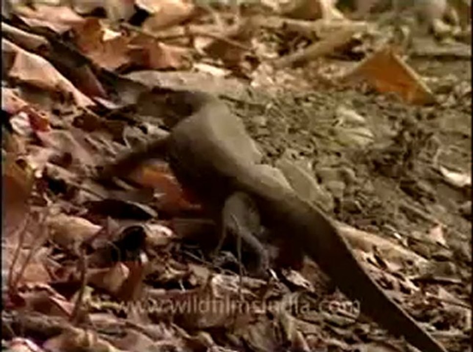 wildlife_misc-5-4.flv