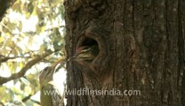 woodpecker-landour-2.flv