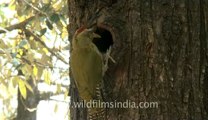 woodpecker-landour-3.flv