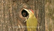 woodpecker-landour-4.flv