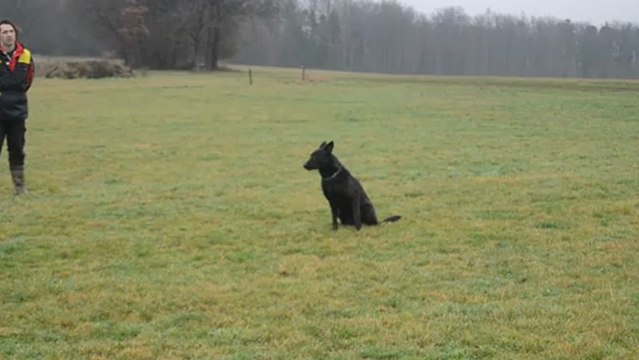 Furry du Royaume des septs iles