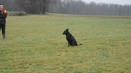 Furry du Royaume des septs iles