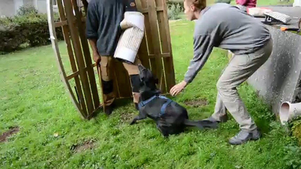 Furry entrainement mordant