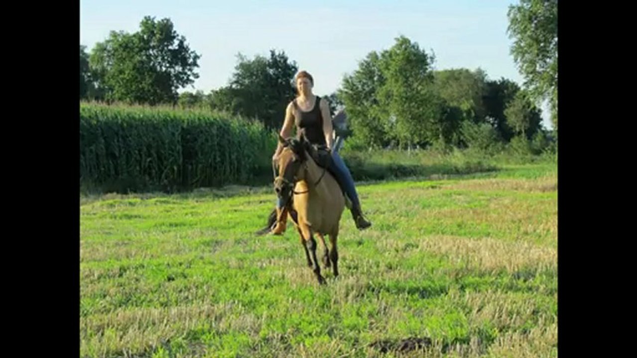 Lysa 2012