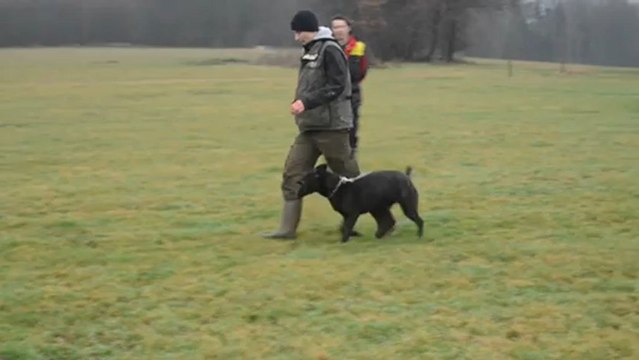 Furry du Royaume des septs iles