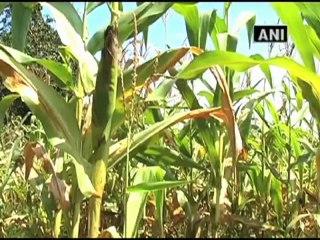 Agricultural scheme to prevent villagers from joining Maoists.mp4