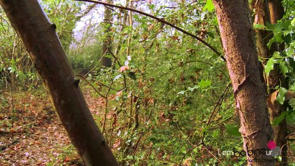 Dans la forêt d'Orvault...