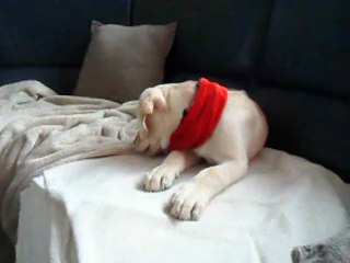 Mon 1er Noël, le 25 décembre 2012.