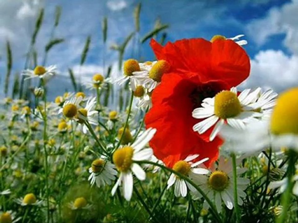 Çiçek kadar güzel sevdiğim - İzzettin Bilgin