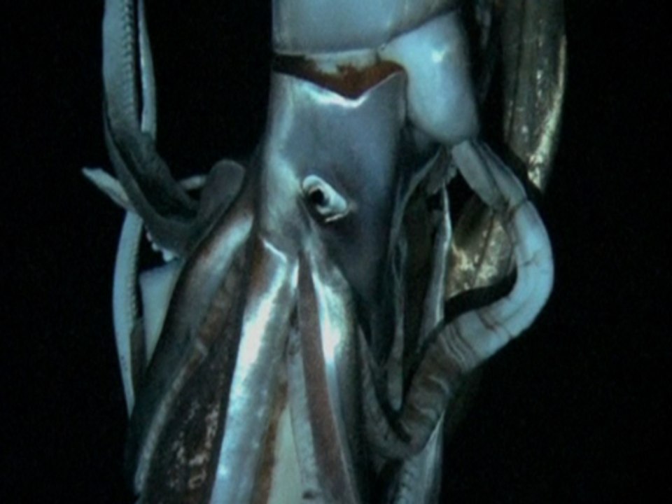 First Ever Images Of Giant Squid Captured In Natural Habitat