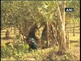 Illegal migration continues along India-Bangla border.mp4