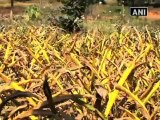 Jharkhand villagers battle Naxalism.mp4