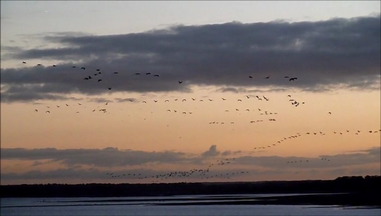 Le lac du Der : lever des grues