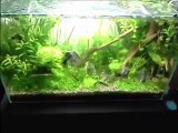 ada 60p