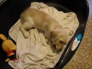 Mon zèbre pouic-pouic :)