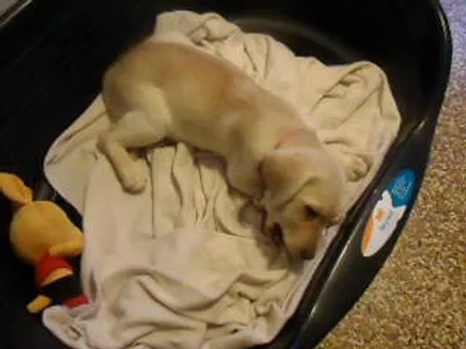 Mon zèbre pouic-pouic :)