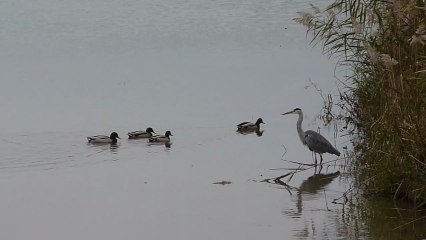 Les étangs d'Outines
