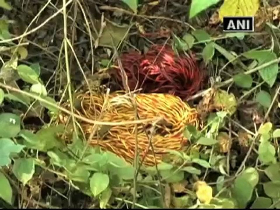 Maoists arrested in WB, arms seized.mp4