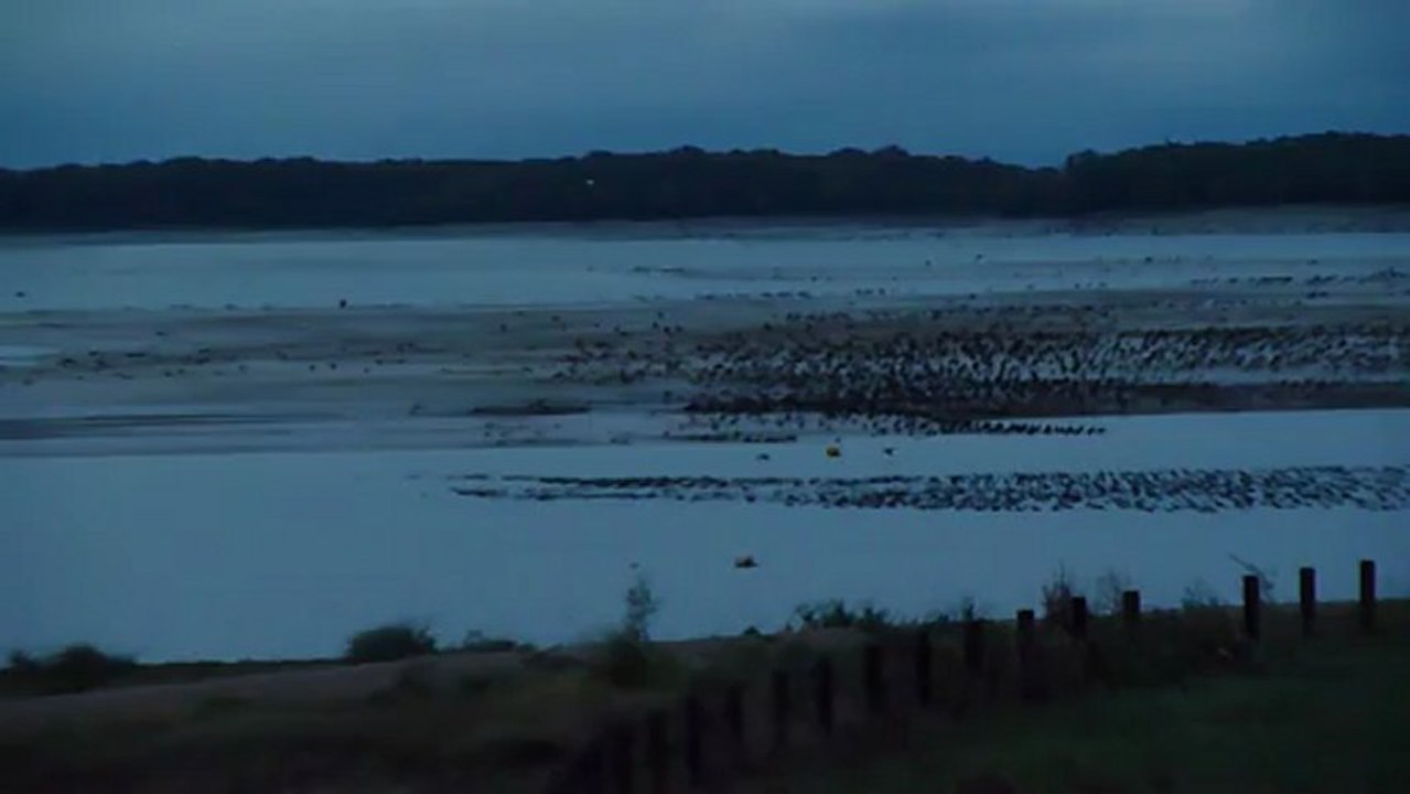 Les cormorans du Lac du Der
