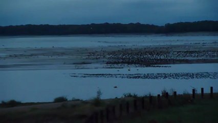 Les cormorans du Lac du Der