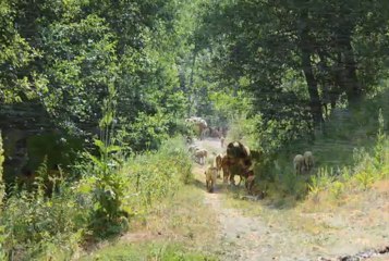 Halil Bytytqi & Fehmi Nishevci & Syl Mahalla - Mahmut Pasha