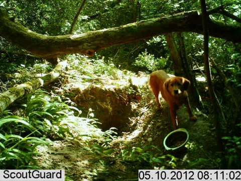 Dawa, Dogue du Tibet refuge Amis des Bêtes