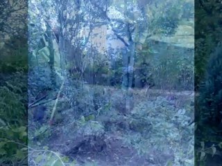 KARDEŞLERİN ALMANYA BAHÇE EVİ.1