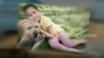 Dog Boarding Denver Pet Owners Love | (303) 282-0808