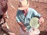 Drought forces farmers to feed cacti to livestock