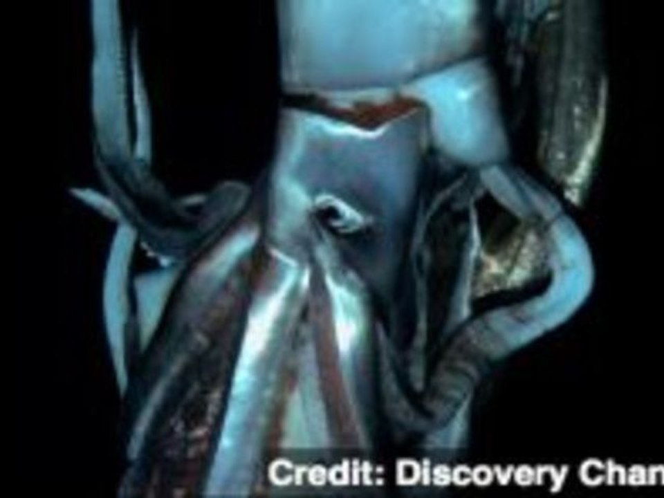 Giant Squid Footage Captured for First Time