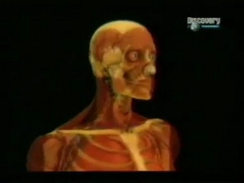 Restriccion calorica: Envejecimiento y funcion cardiaca