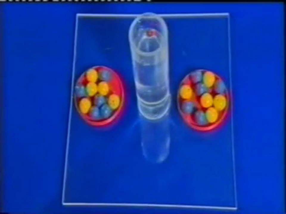 Inteligencia aviar: El test del cilindro (Grajos vs. humanos)