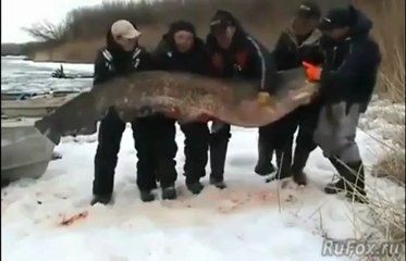 Un poisson-chat de 195kg