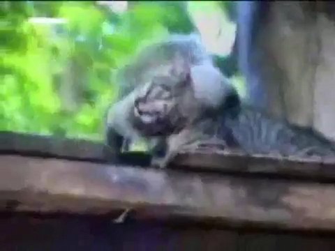 Komik Hayvanlar Ücretsiz oyunlar 4 Perikizi.Net