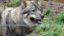 Parc de Courzieu : loups et rapaces en liberté