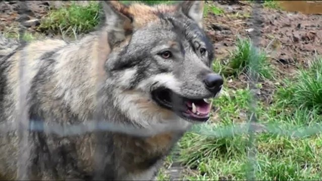 Parc de Courzieu : loups et rapaces en liberté